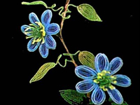 Bead Flowers - Clematis